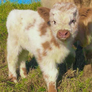 Meet your Posher, Isobelcate